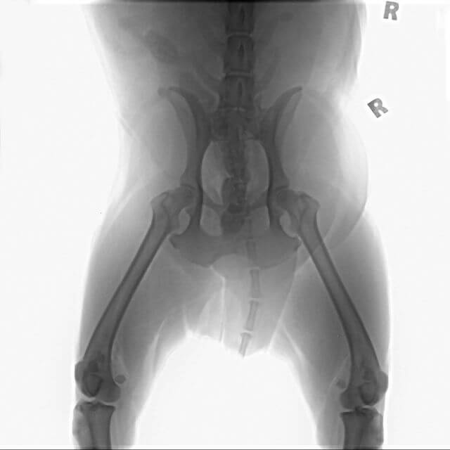 Dog pelvic xray